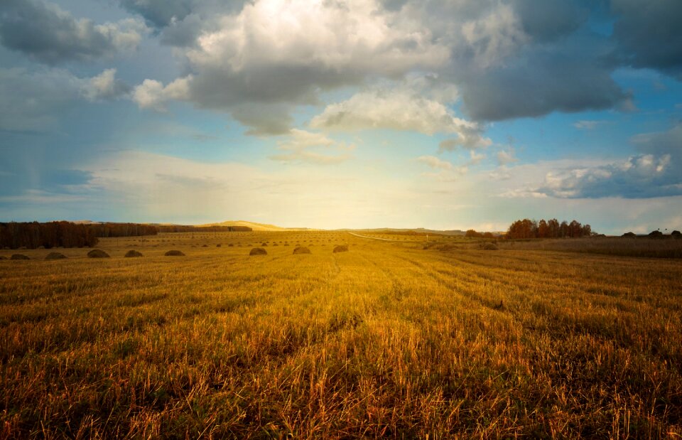 Haymaking harvesting farmer