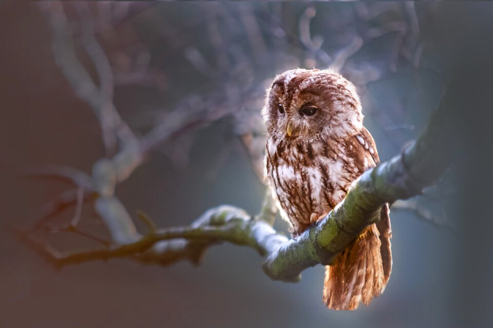 Predator branch nature