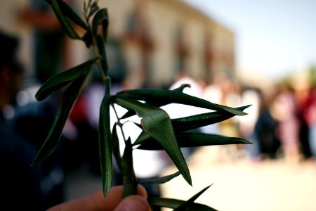 Views of Palm Sunday festivities in 2018 in alQosh 20
