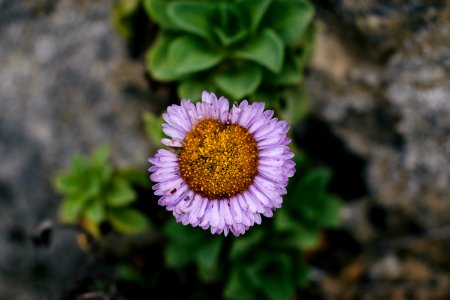 Views of flowers overlooking Goat Rock Beach in Sonoma County 02