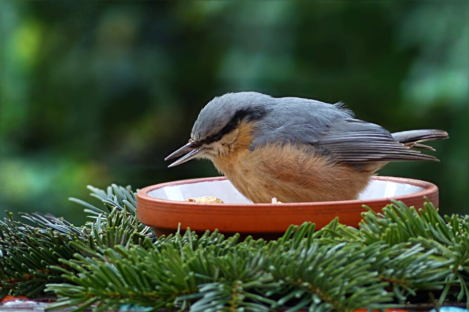 Sitta europaea garden foraging