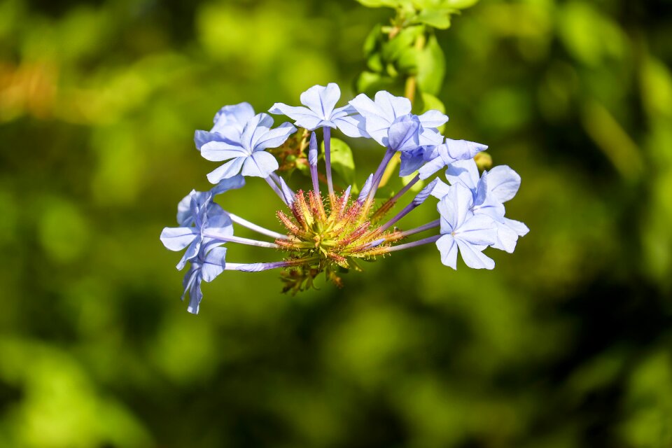 Bloom light blue ornamental plant