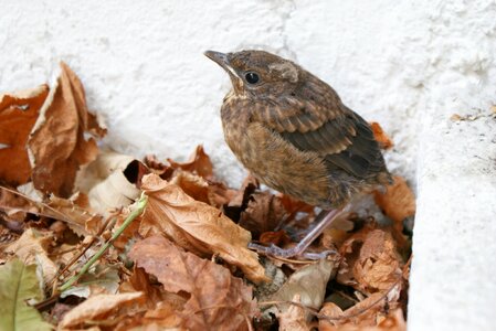 Hatch nest stool animal photo