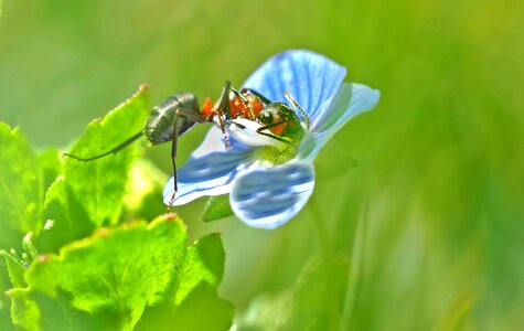 Ant close up blue photo