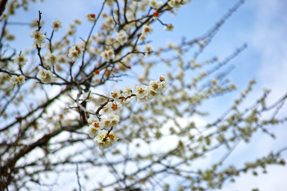 Japan flowers landscape