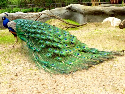 Animal feather plumage photo