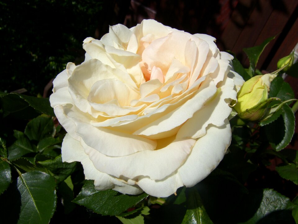 Garden plant bloom flower