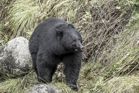 Predator outdoors animal