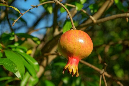 Grenade exotic fruit fruit juice