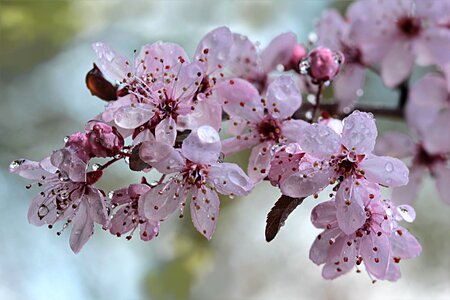 Bloom raindrop spring