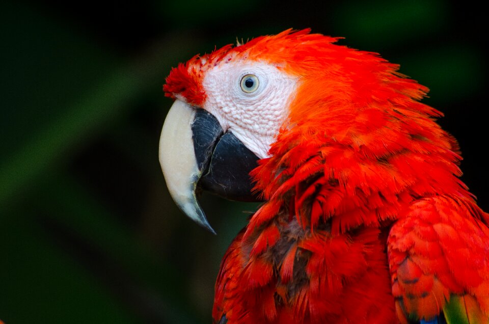 Macaw nature parrot photo