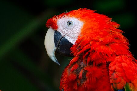 Macaw nature parrot