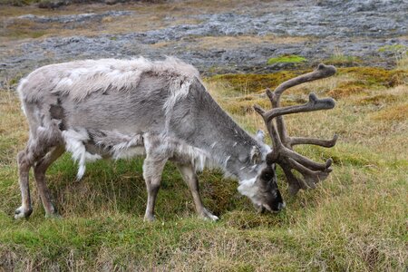 Svalbard reindeer