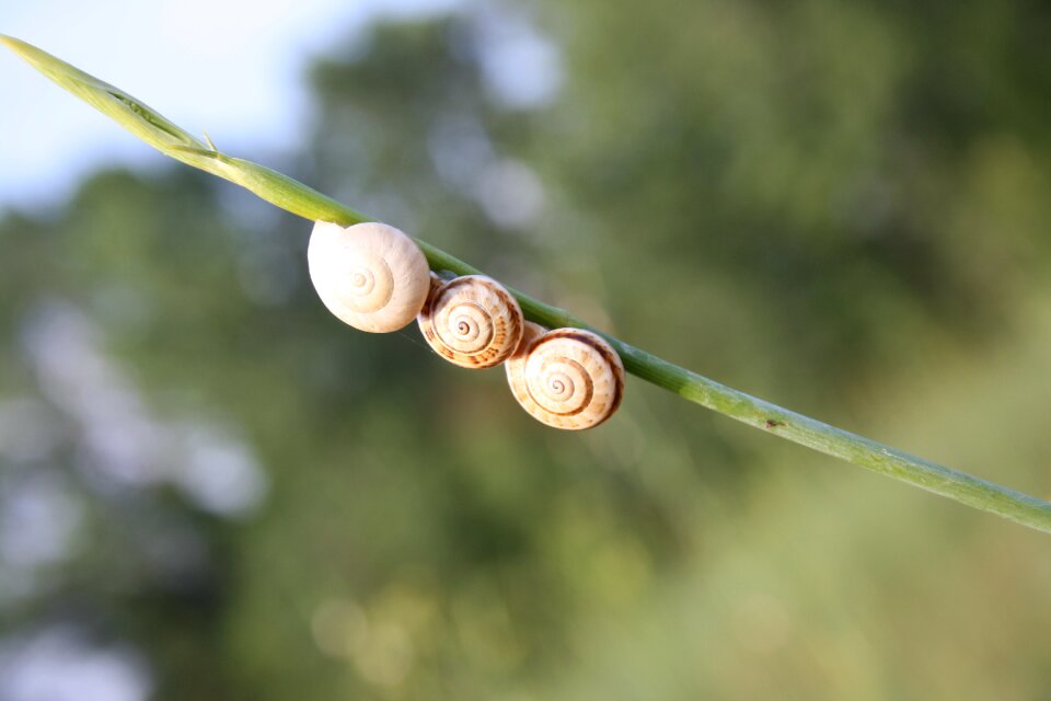 Snails nature green