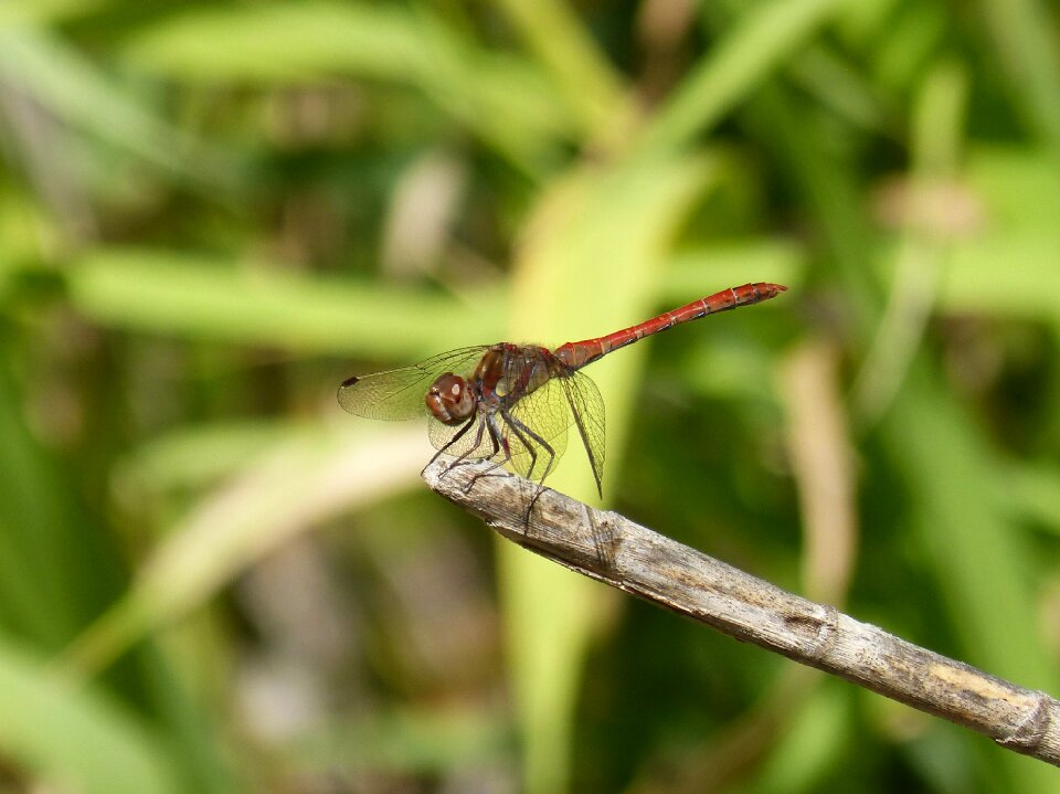 Sympetrum striolatum libelulido winged insect