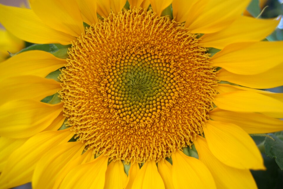 Yellow flower yellow decorative photo