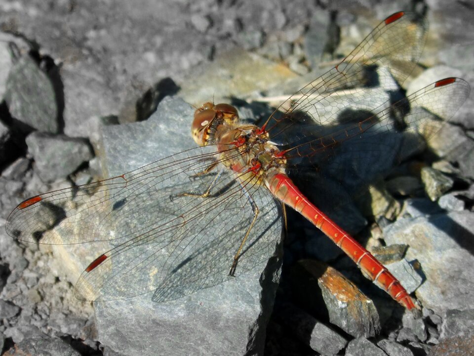 Sympetrum striolatum libelulido winged insect