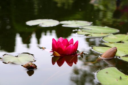 Bloom nuphar lutea water