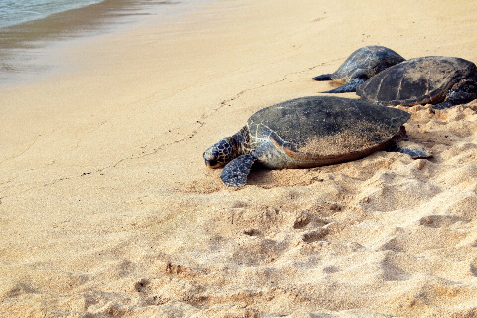 Sand sea sea turtles