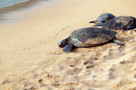 Sand sea sea turtles photo