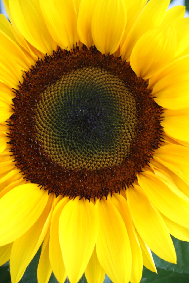 Close-up yellow flower close up
