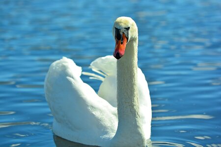 Swans water bird swim photo