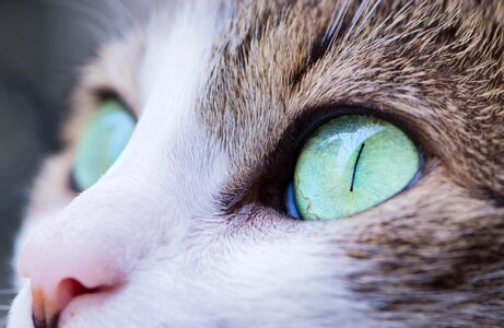 Eyes feline pet