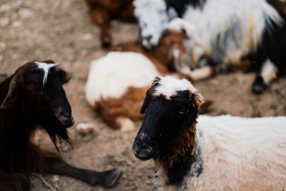 Views of the area surrounding "Makan Shekh Adi" near Sardashte Camp atop Shingal mountain 04