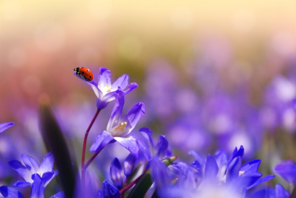 Purple spring ladybug