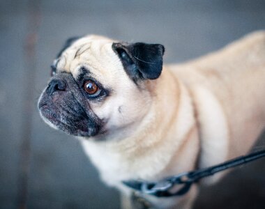 Pet pug canine