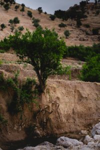 Views in June of 2019 around the tobacco fields atop Shingal Mountain 03
