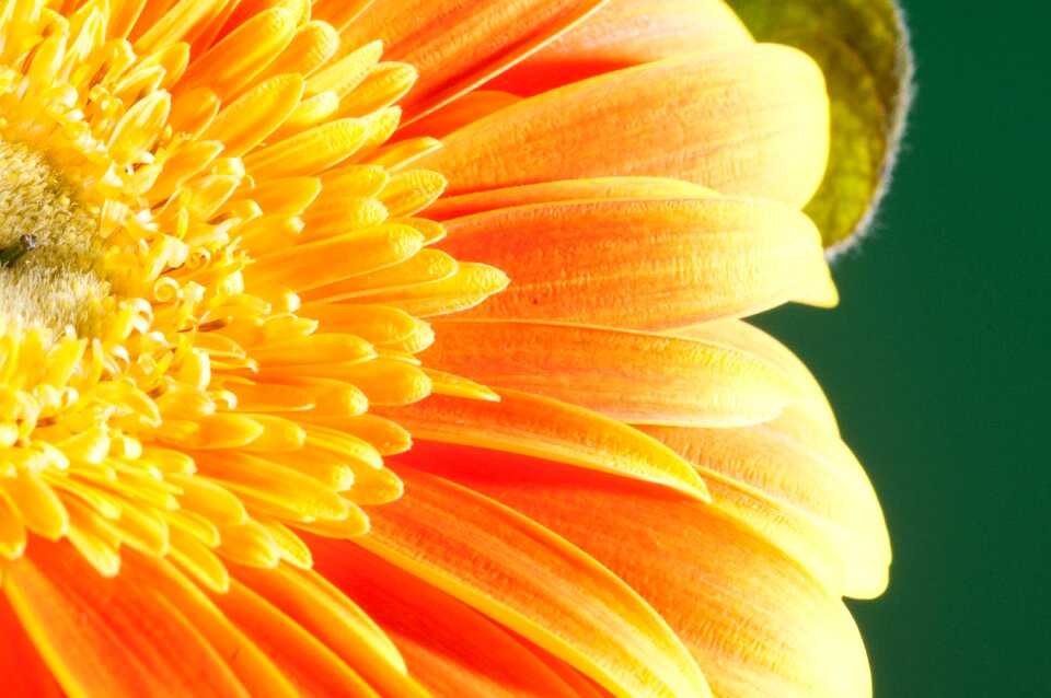 Colorful nature summer