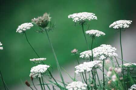 Pointed flower wild plant wild flower