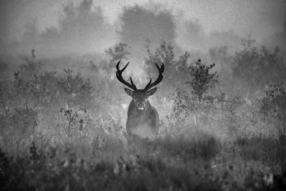 Woods woodland animal