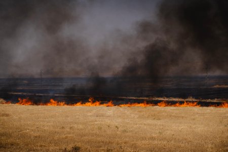 Views of the field fires in Sinjar in summer of 2019, and their aftermath 30