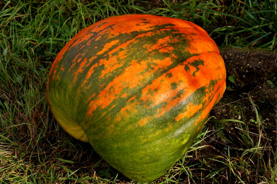 Vegetables autumn harvest