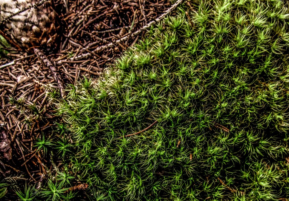Forest close up ground