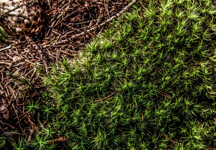 Forest close up ground
