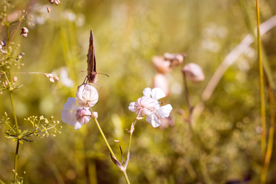 Summer nature insect