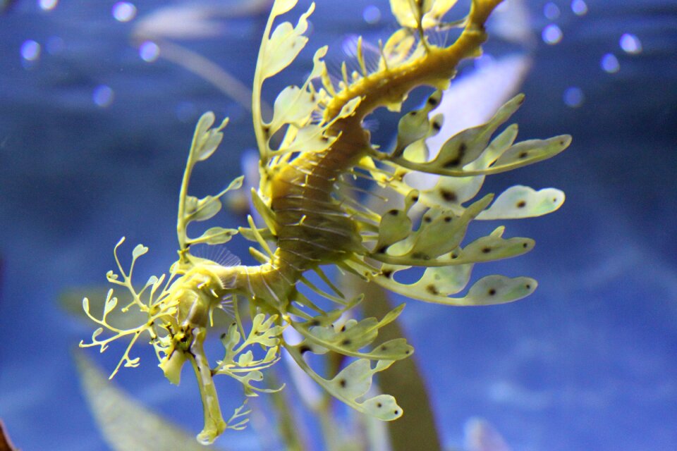 Seahorse nature marine