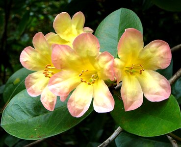 Tropical flowers blossom hawaiian
