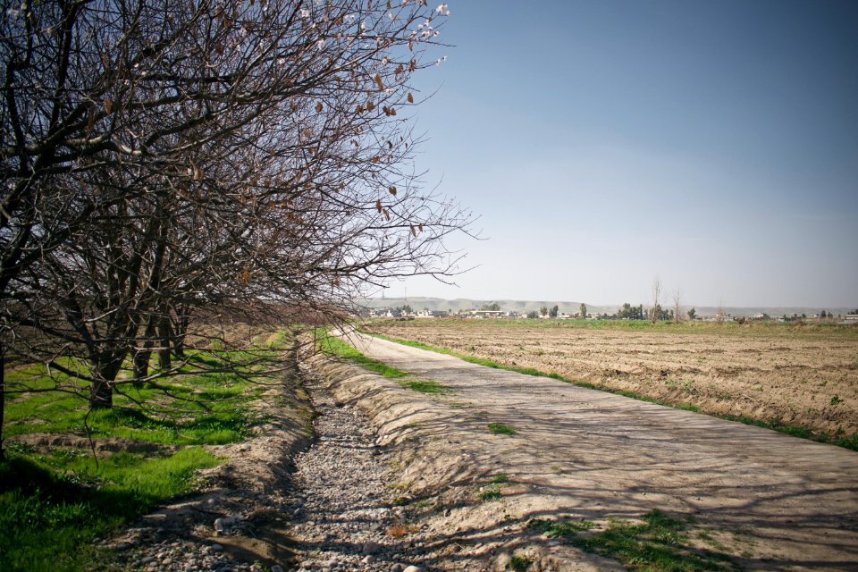 Views of fields outside Suffaya 01