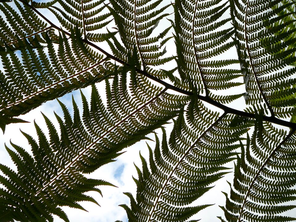 Palm tropical natural
