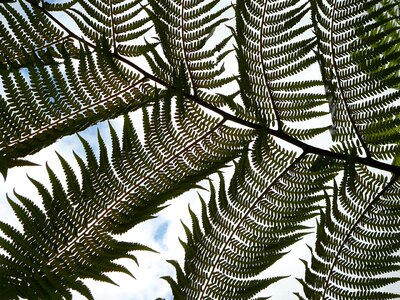 Palm tropical natural photo