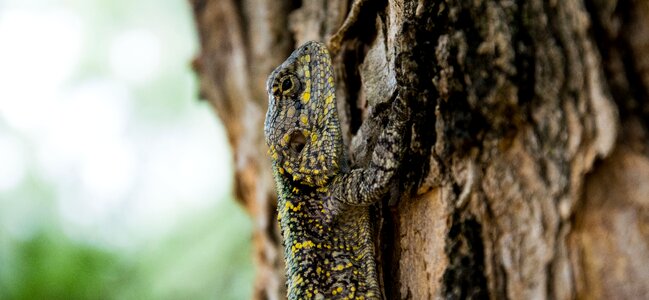 Macro reptile tree