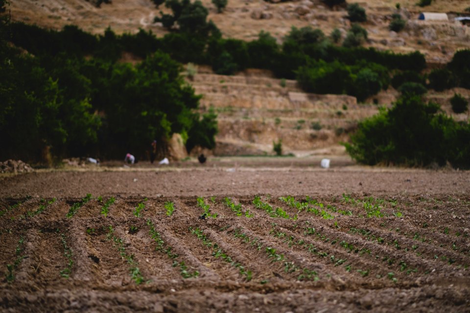 Views in June of 2019 around the tobacco fields at the top of Shingal Mountain 35