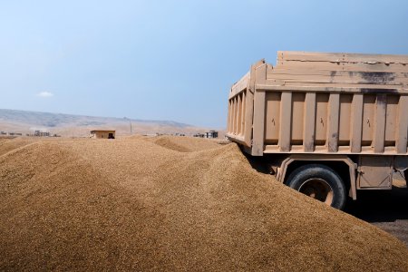 Views of the governmental grain depot in summer of 2019 in Shingal where Ezidi laborers are packing grain 07