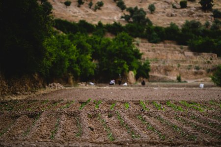 Views in June of 2019 around the tobacco fields at the top of Shingal Mountain 36