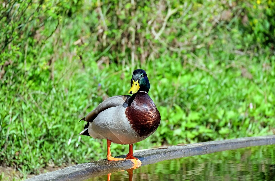 Pond water nature