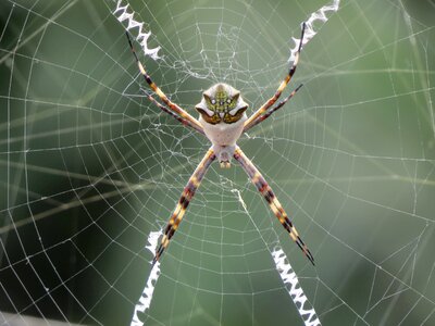 Arachnophobia bug cobweb photo